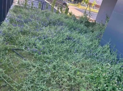 Косене на тревни площи, Грижа за градини, Оформяне на храсти и дървета